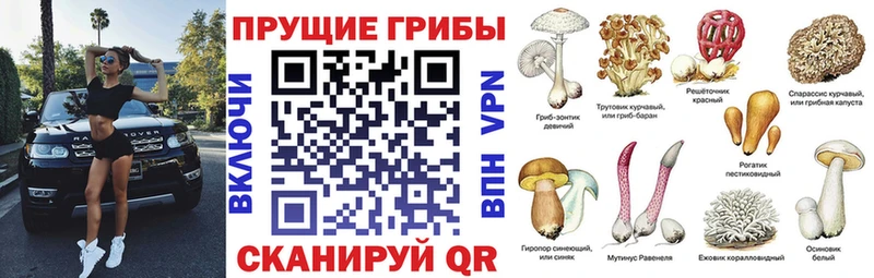 mega ссылка  Балтийск  Псилоцибиновые грибы MAGIC MUSHROOMS  хочу наркоту 